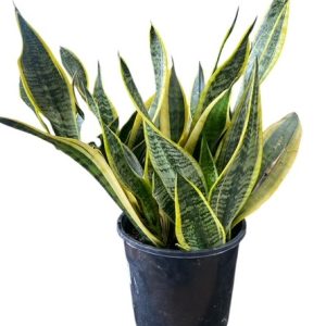 SANSEVERIA SUPERBA MOTHER IN LAWS TONGUE 200MM