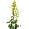 PARTHENOCISSUS TRICUSPIDATA BOSTON IVY 170MM