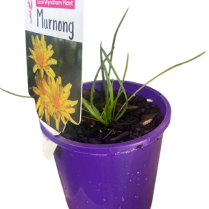 MICROSERIS LANCEOLATA MURNONG YAM DAISY 100mm