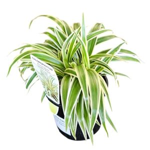 CHLOROPHYTUM ZEBRINA 100MM