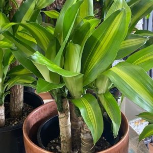 Dracaena Fragrans Massangeana Happy Plant Totem Poles 180mm