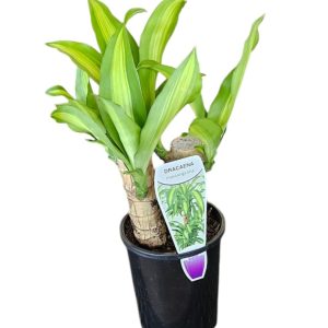 DRACAENA FRAGRANS MASSANGEANA HAPPY PLANT TOTEM POLES 100mm