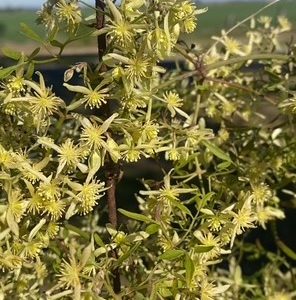 Small Leaved Clematis microphylla 150mm