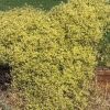 Small Leaved Clematis microphylla 150mm
