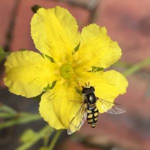 Ornduffia reniformis Running Marsh Flower 140mm