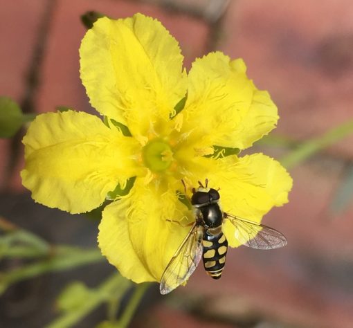 Ornduffia reniformis Running Marsh Flower 140mm