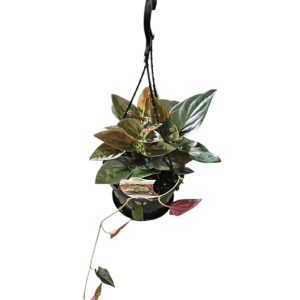 Syngonium Red Arrow Hanging Basket 170mm