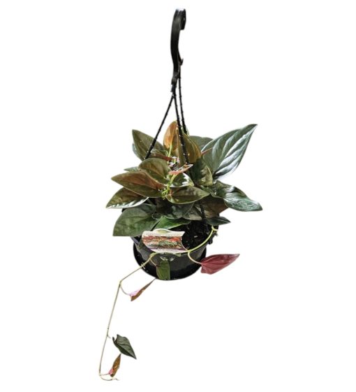 Syngonium Red Arrow Hanging Basket 170mm