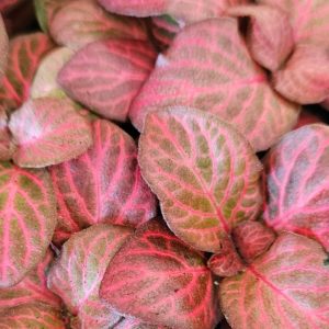 Fittonia Red Flame 100mm