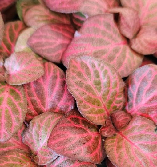 Fittonia Red Flame 100mm