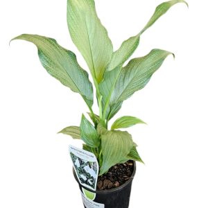 Spathiphyllum Platinum Mist 100mm