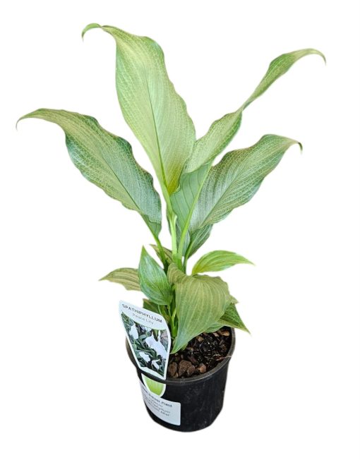 Spathiphyllum Platinum Mist 100mm