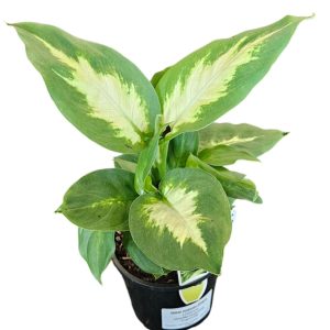 Dieffenbachia Camille 100mm