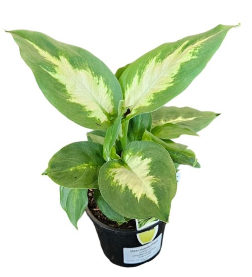 Dieffenbachia Camille 100mm