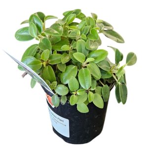 Peperomia Pixie 100mm