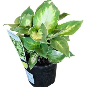 Dieffenbachia Cool Beauty 100mm