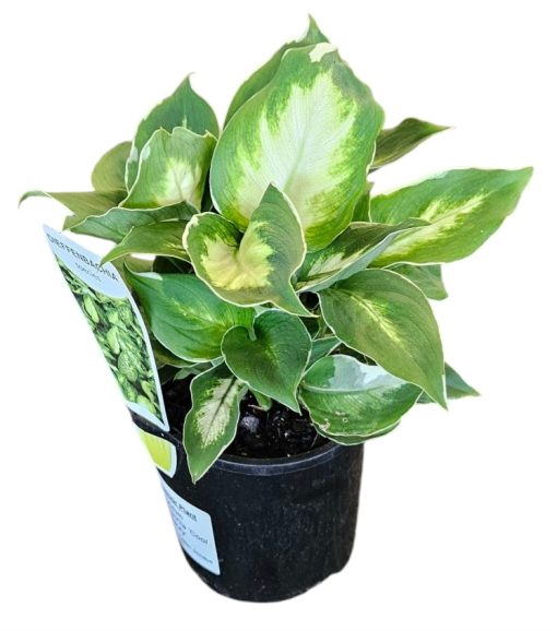 Dieffenbachia Cool Beauty 100mm