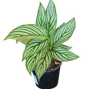 Calathea Vitata 100mm