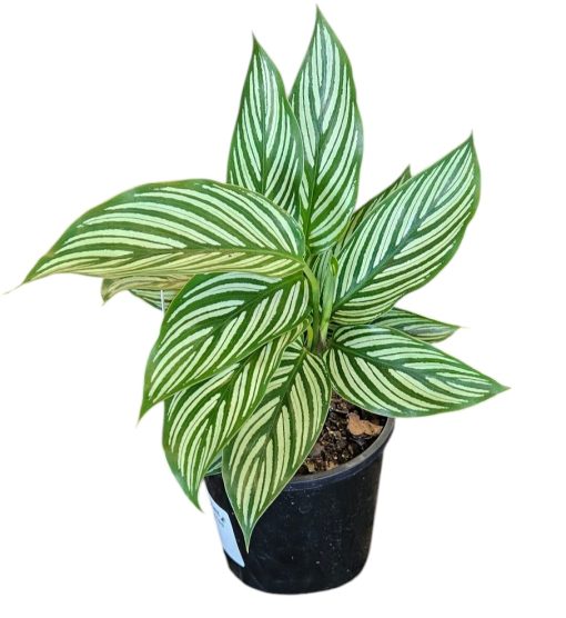 Calathea Vitata 100mm