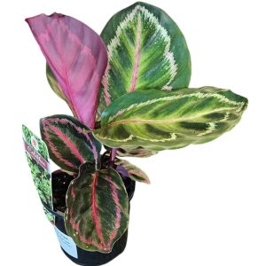 Calathea roseopicta Illustris 100mm