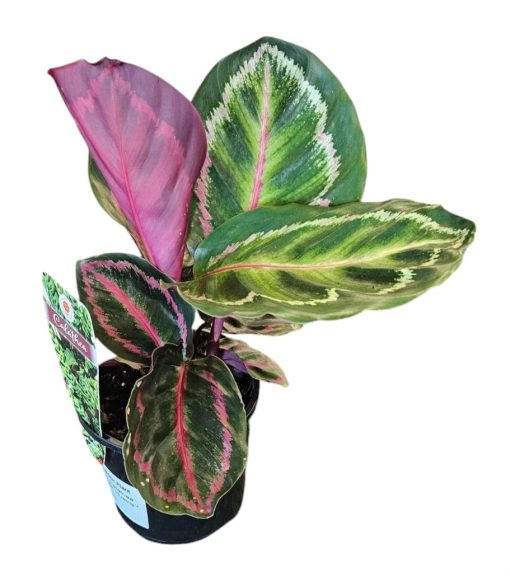 Calathea roseopicta Illustris 100mm