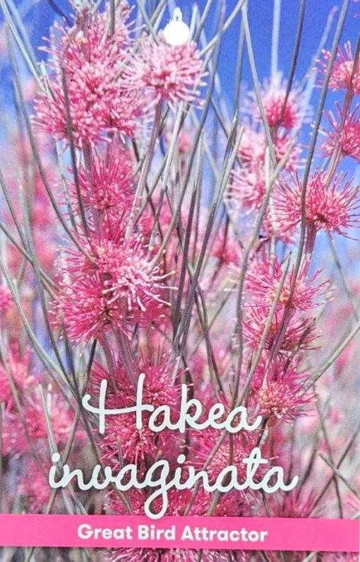 HAKEA INVAGINATA 140MM