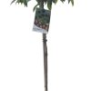 Syzygium Lilly Pilly Standard 200mm