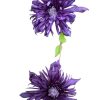 Clematis florida Kokonoe 200mm