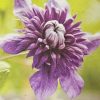 Clematis florida Kokonoe 200mm