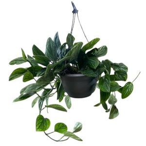 Monstera Peru 270mm Hanging Basket