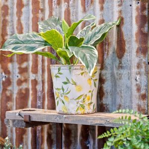 Pot Lemon Lrg