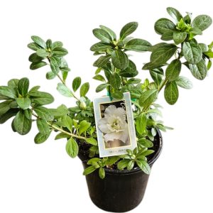Azalea Inga White 180mm