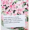 Azalea Standard Alphonse Anderson 200mm