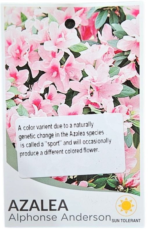 Azalea Standard Alphonse Anderson 200mm