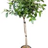 Azalea Standard Alba Magnifica 200mm