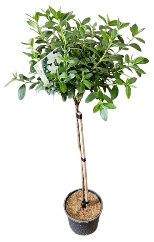 Azalea Standard Alba Magnifica 200mm