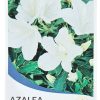 Azalea Standard Alba Magnifica 200mm