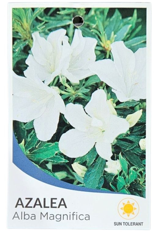 Azalea Standard Alba Magnifica 200mm