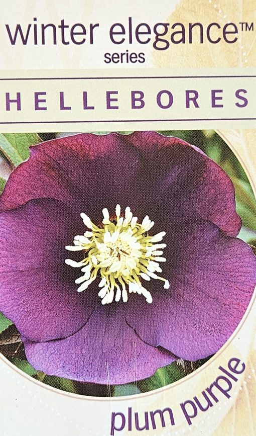 Helleborus Single Plum Purple 140mm