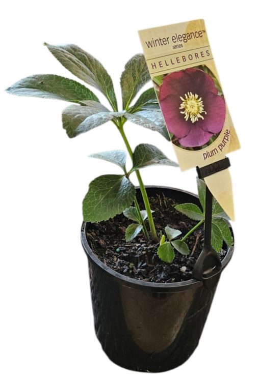 Helleborus Single Plum Purple 140mm