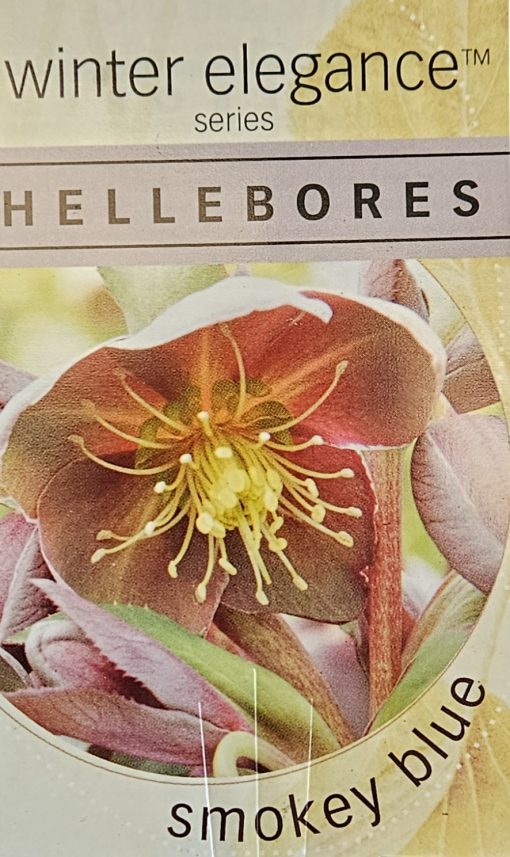 Helleborus Single Smokey Blue 140mm