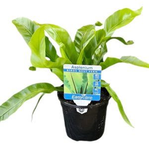 ASPLENIUM BIRDS NEST FERM 130MM