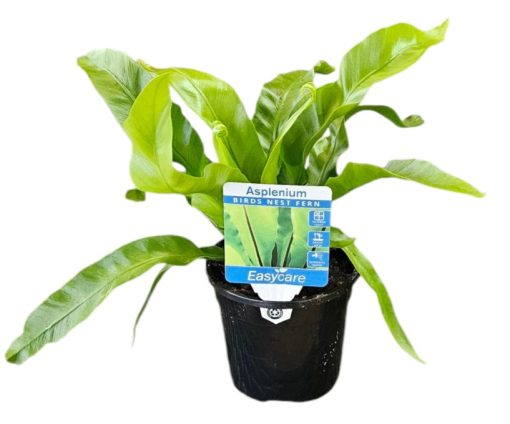 ASPLENIUM BIRDS NEST FERM 130MM