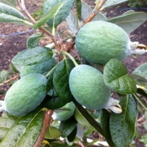 FEIJOA SELLOWIANA Pineapple Guava 200MM