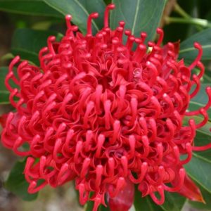 TELOPEA SHADY LADY RED 200MM