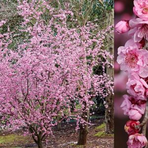 Prunus blireana Purple Leaf Plum 330mm