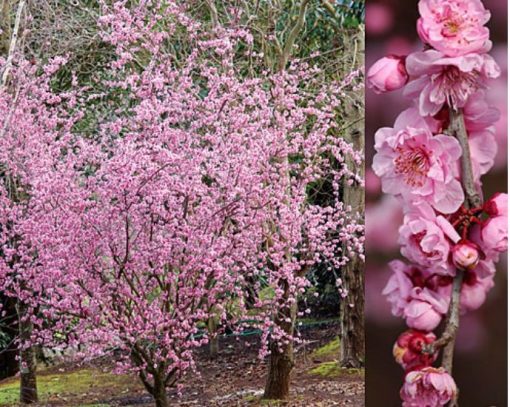 Prunus blireana Purple Leaf Plum 330mm