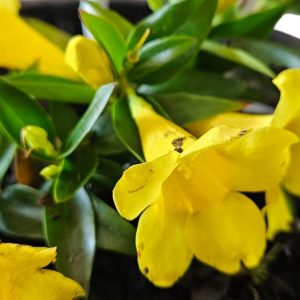 Gelsemium sempervirens On Ladder 140mm