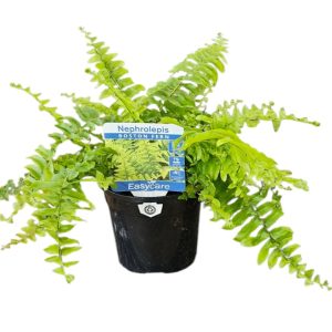 Nephrolepis exaltata Bosto Fern 130mm