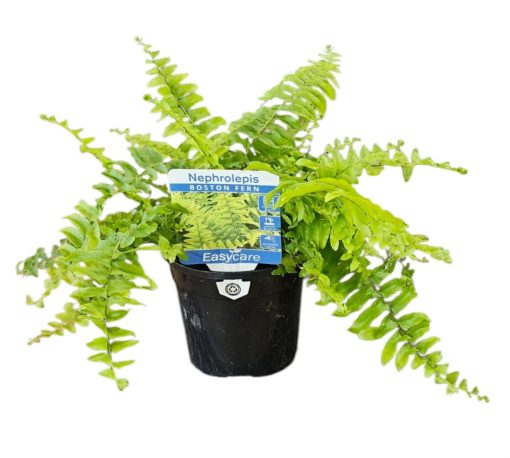 Nephrolepis exaltata Bosto Fern 130mm